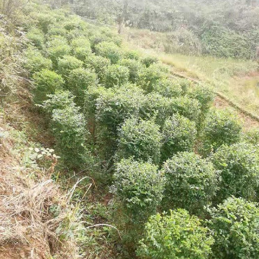 重庆市 毛叶丁香柱子