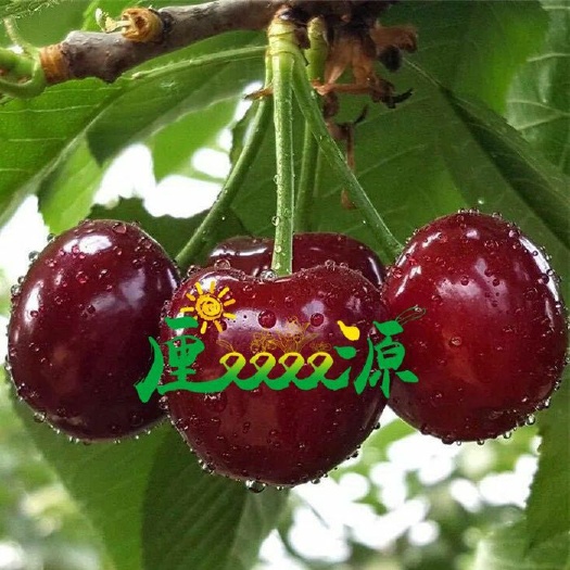 新沂市俄罗斯8号樱桃苗 车厘子，俄罗斯8号樱桃树苗盆栽庭院脱毒嫁接种苗当年结果