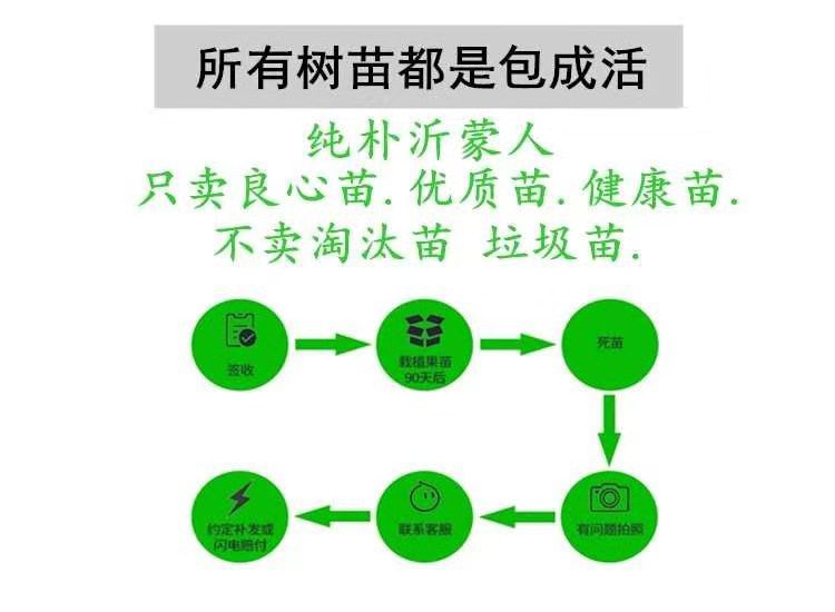 黑柿苗  品种纯正 企业店铺 全国发货 基地直销