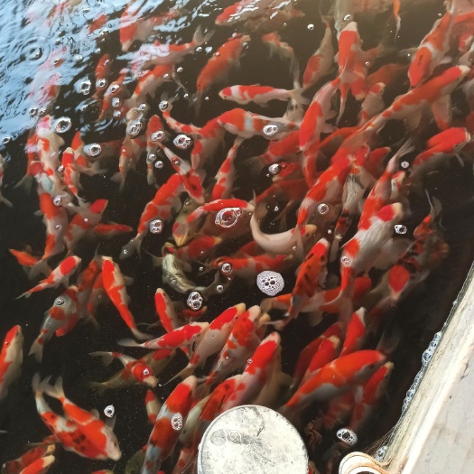 广州 纯正血统日本锦鲤当岁精品小苗18cm
