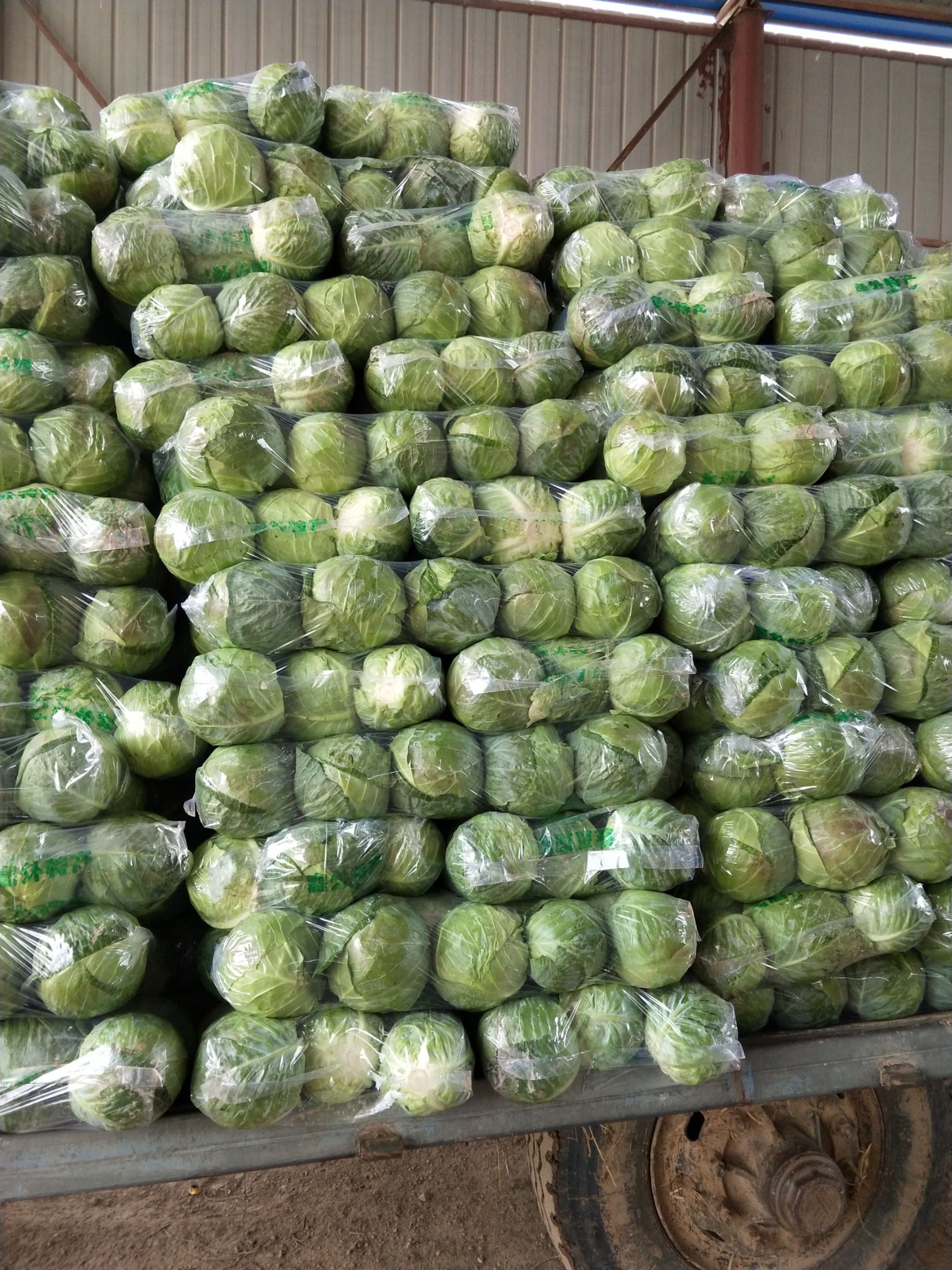 包菜 湖北省咸宁市嘉鱼县 1.0~1.5斤