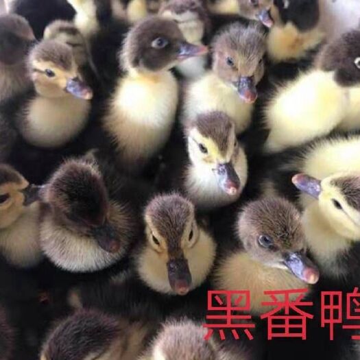 南宁 黑番鸭苗