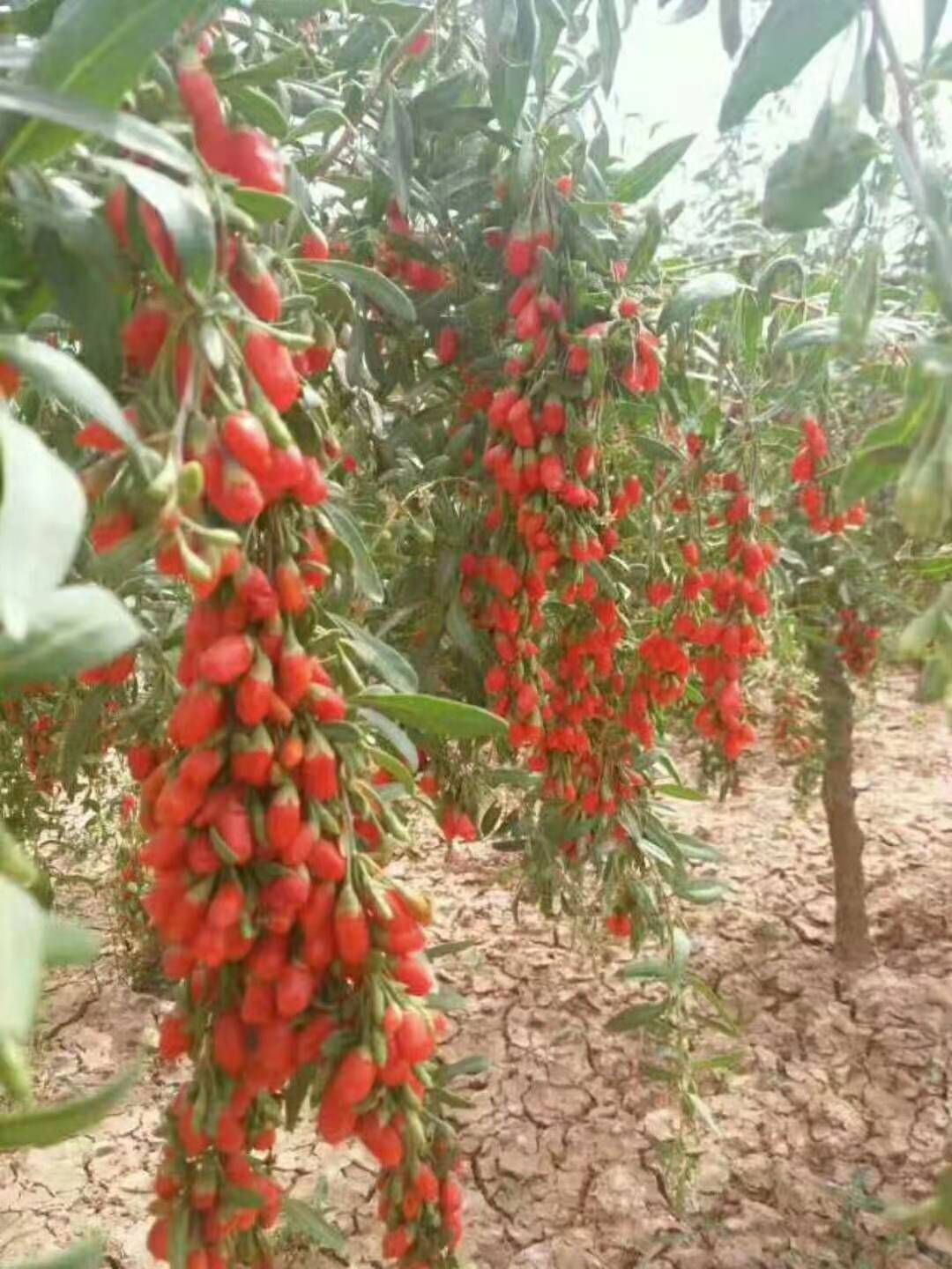 宁杞7号枸杞苖  3年7号枸杞苗，包当年挂果，包邮