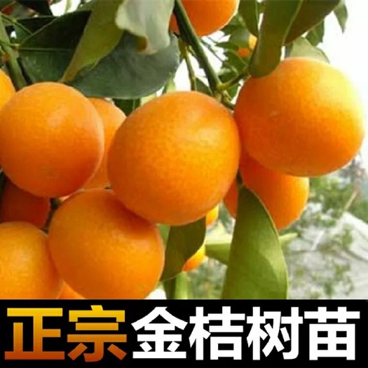 平邑县 脆皮金桔苗 盆栽地栽 果肉清甜 南北适宜 带果发货 包成活。