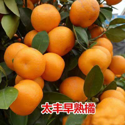 平邑县滑皮金桔苗 橘子树苗爱媛28红美人无籽砂糖苗蜜橘丑八怪树苗沃柑金桔当年结
