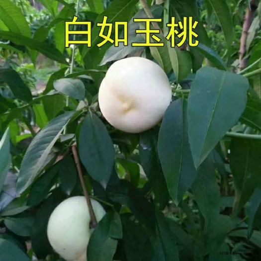 平邑县 白如玉桃树苗 明年结果苗 脆甜可口 基地现挖现发货 包成活