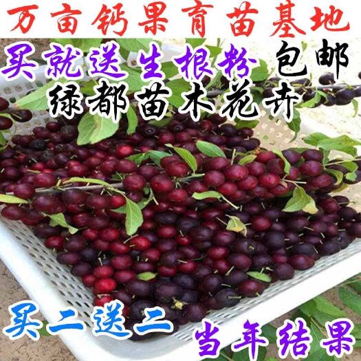 绛县农大钙果苗 钙果树苗欧李苗欧李树苗巨甜蜜钙果苗3号5号6号钙