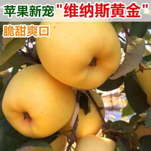 平邑县维纳斯黄金苹果苗   保品种 基地直销 量大从优 免费提供技术指导
