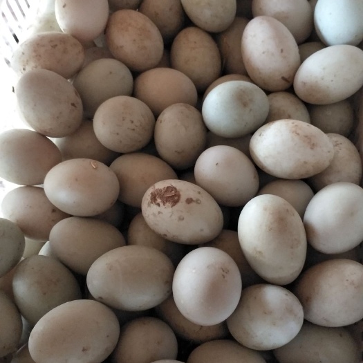 兰陵县土鸭蛋 食用 箱装