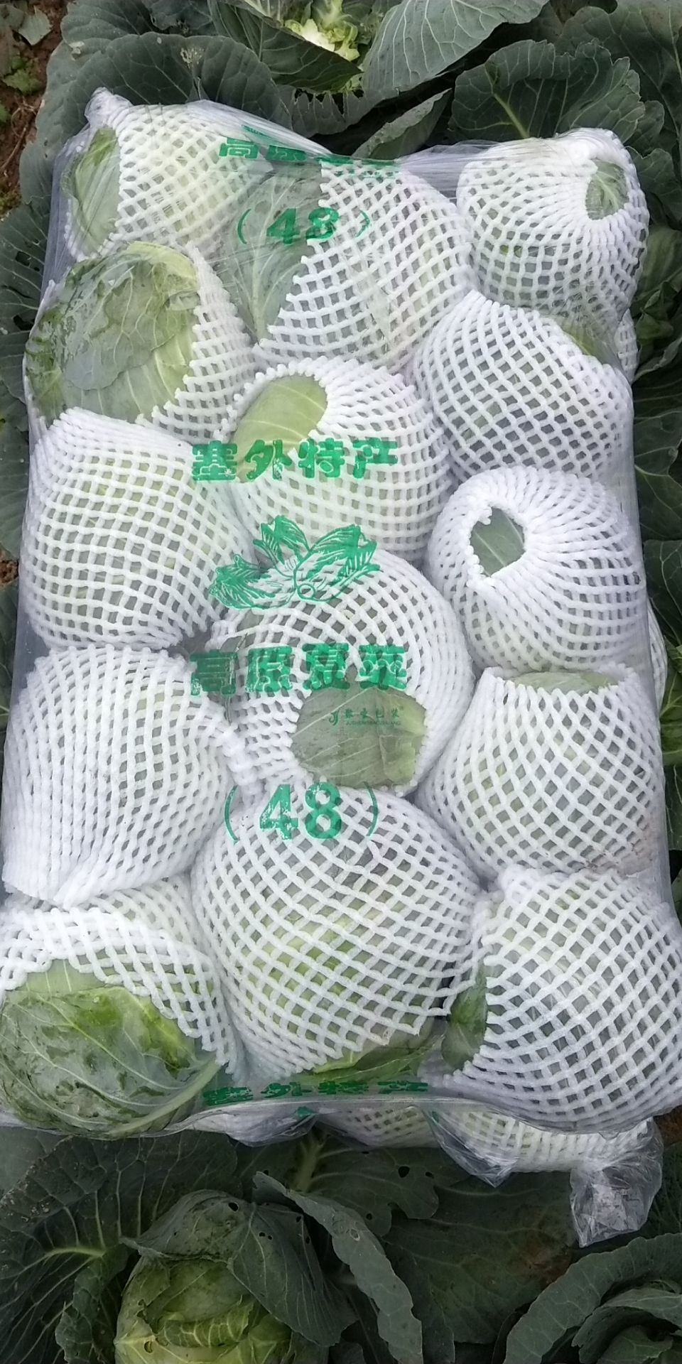 包菜 湖北省咸宁市嘉鱼县 1.0~1.5斤