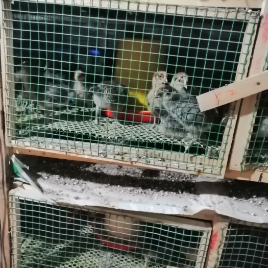 资中县土鸡苗  各种土鸡个子鸡