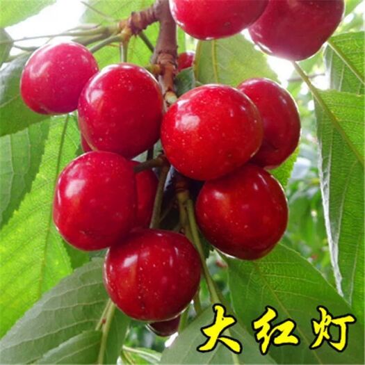 平邑县 大红灯樱桃苗明年结果苗 基地直销 保证品种纯度 包成活