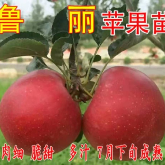 平邑县鲁丽苹果苗  嫁接苗 早熟 盆栽地栽 技术指导免费提供技术指导