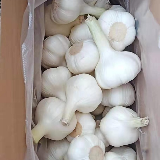 兰陵县苍山大蒜 四六鲜蒜礼品蒜