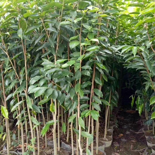 化州市沉香苗 诚信为本，合作共赢。