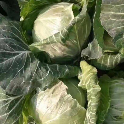 郯城县【精品】卷心包菜_基地直供_货源充足-保证质量。