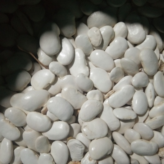 香格里拉 有大量白芸豆出兽有意者请与我联系