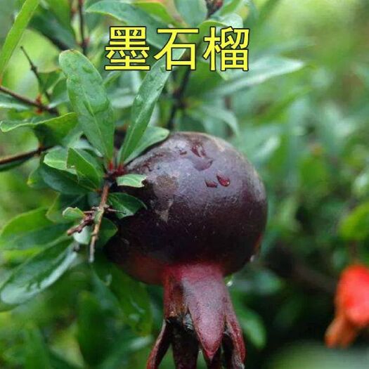 平邑县 观赏石榴树苗 盆栽裸根发货 基地直销 保证品种纯度