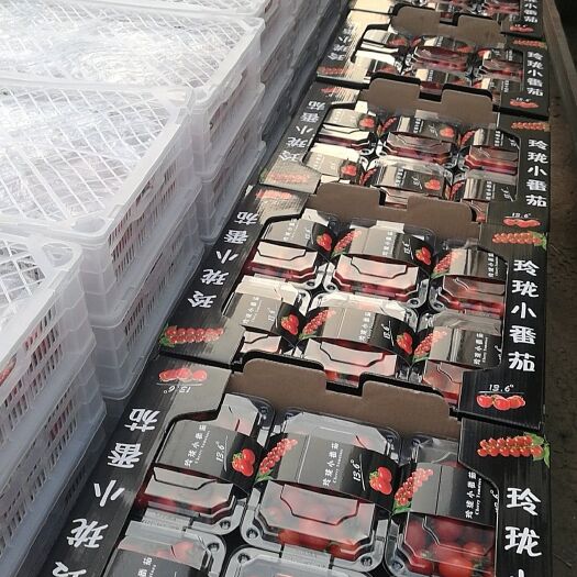 平度市釜山88圣女果 山东釜山88小玲珑种植基地