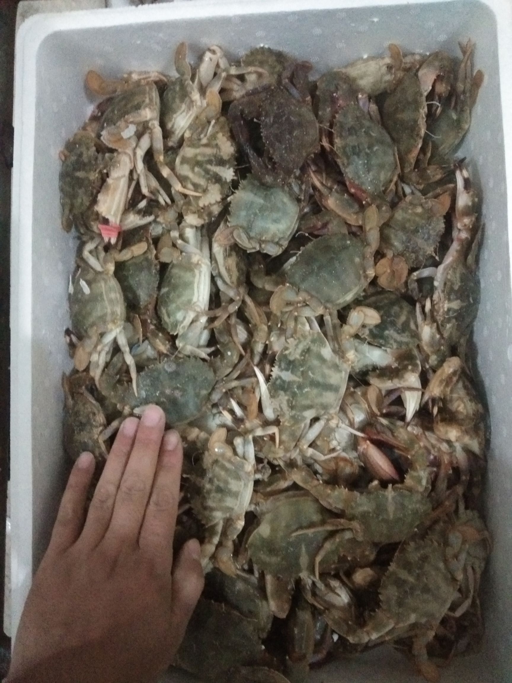 东港市花盖蟹 公母混石蟹，一两以上规格，一箱十斤。