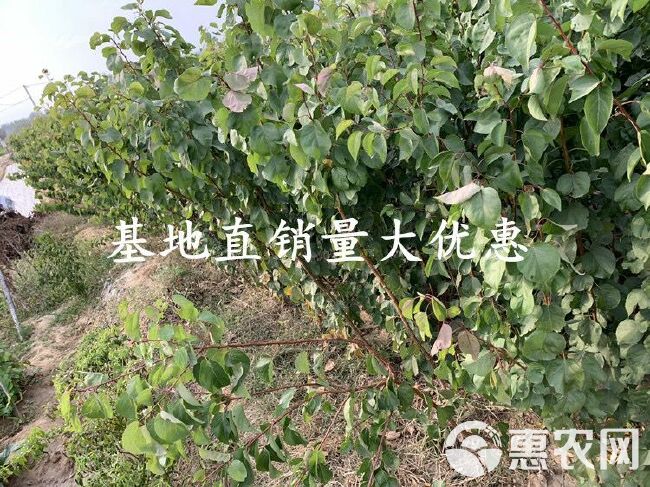  荷兰香蜜杏苗 甜度 味香 基地直销  保证品种质量