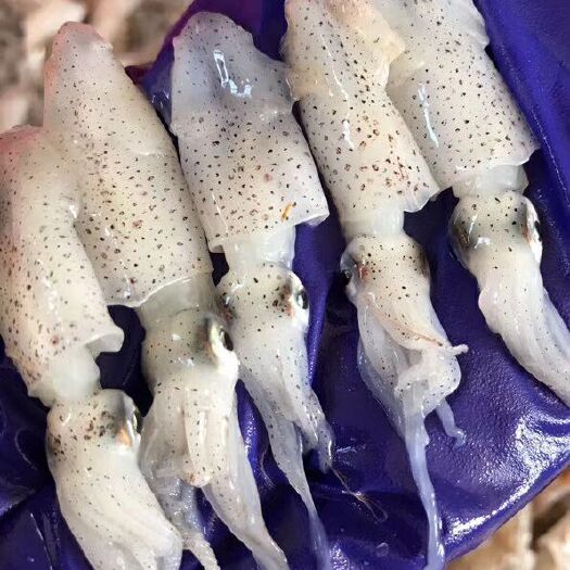 海阳市冻笔管鱼  新鲜海兔子笔管鱼小墨鱼