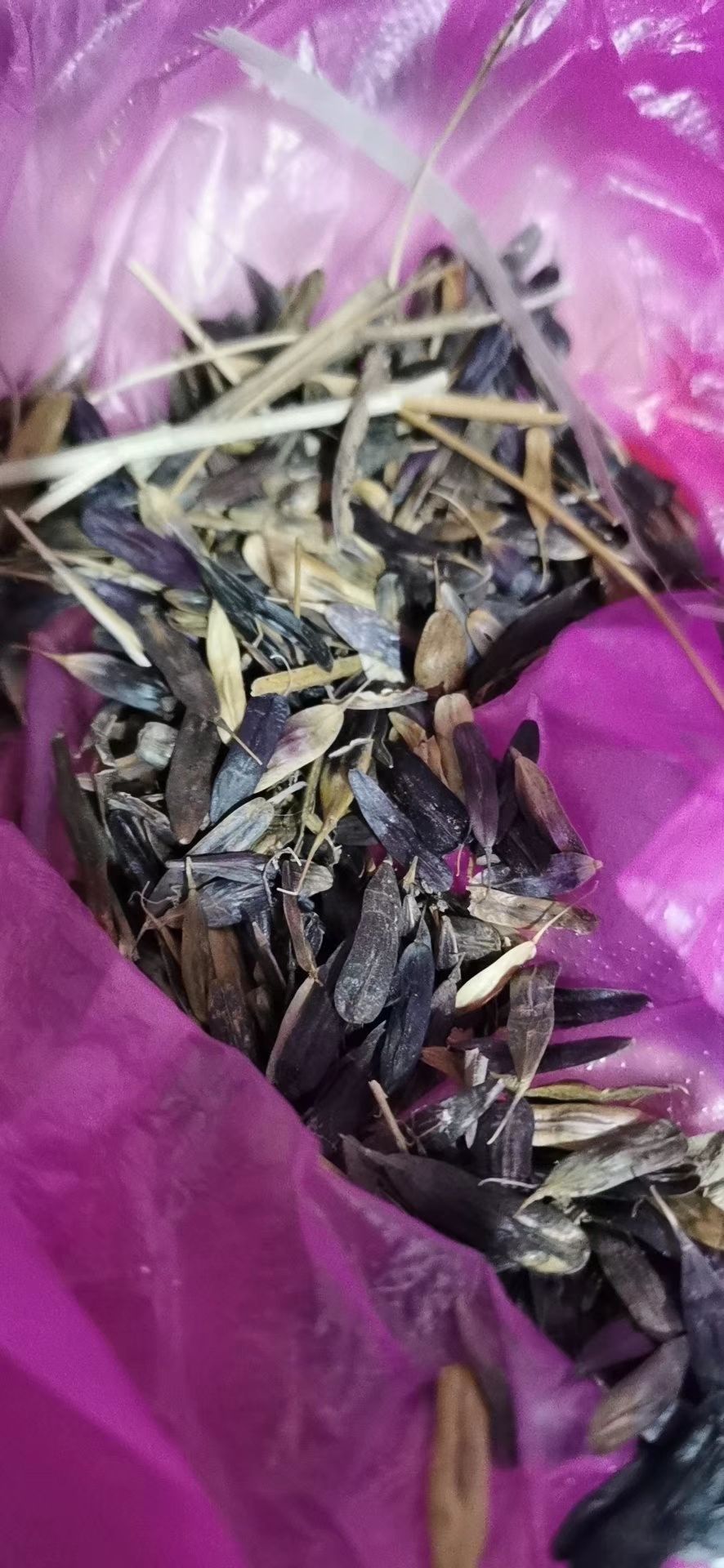  商洛板蓝根种子