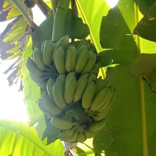勐腊县西贡蕉 八成熟