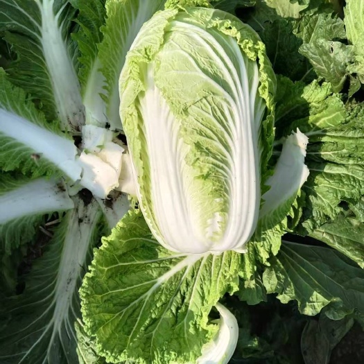 夏邑县青杂三号白菜  青杂三号大白菜