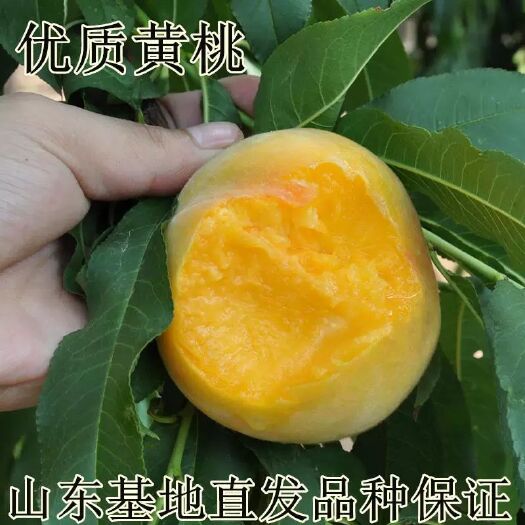 平邑县黄桃树苗 优质黄桃苗 高度1-1.5米 纯正嫁接苗  保证品种纯度