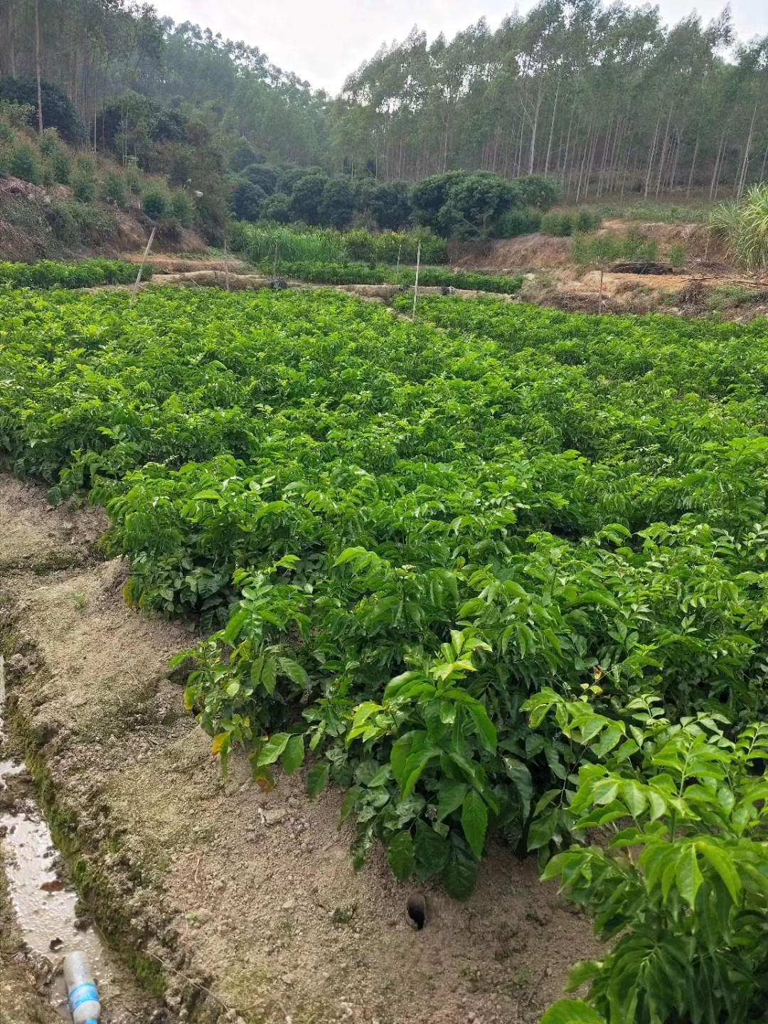 黑黄皮果苗  包正品，果皮遇雨天不会爆裂，第二年可挂果又大又