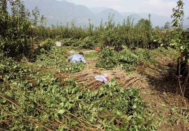  脆皮金桔苗 盆栽地栽 果肉清甜 南北适宜 带果发货 包成活。