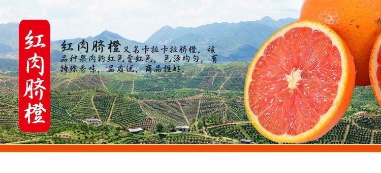 平邑县 卡拉卡拉红肉脐橙苗 品种正宗 基地直销 明年挂果苗