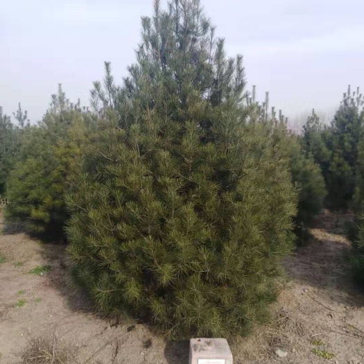 白皮松产地直销，陕西白皮松，白皮松基地，白皮松产地供应，