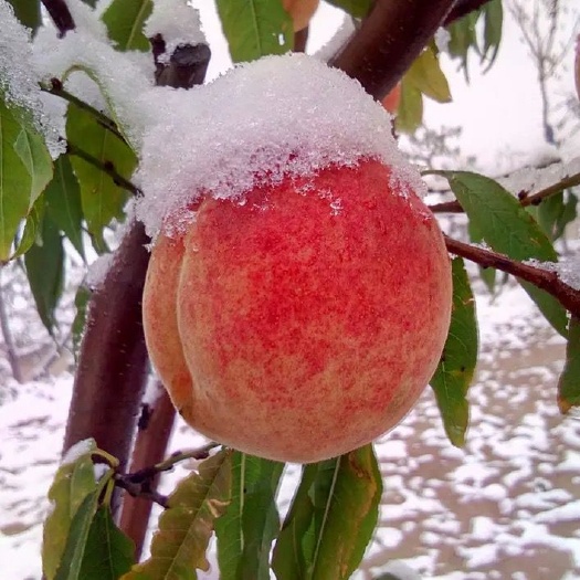 平邑县 雪桃苗 纯正嫁接苗 保证品种质量 基地直销包成活免费后期指导