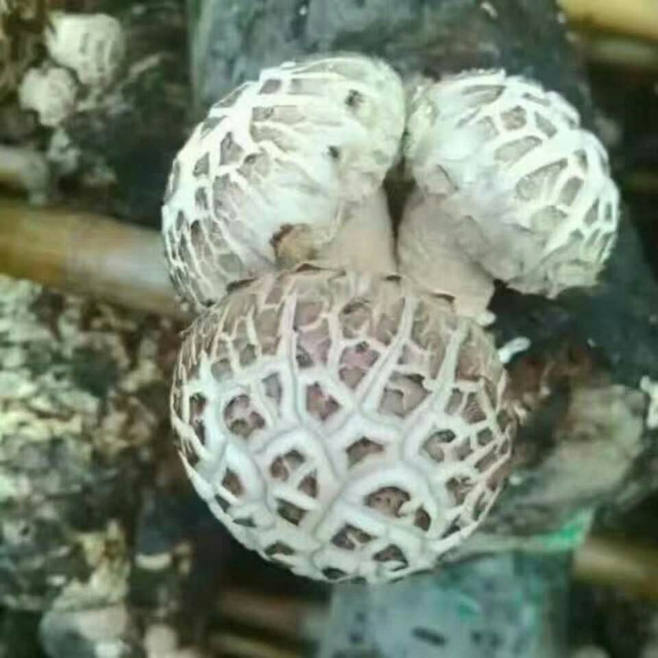 花菇  河南内乡春栽袋料3斤包邮新鲜采摘，