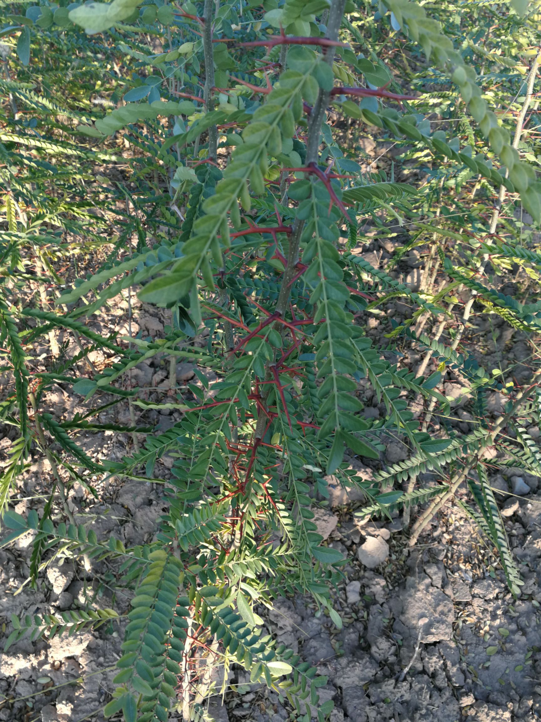 大刺皂角苗，大皂角板，皂角树苗