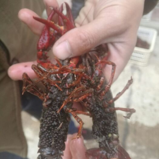洪湖市古巴小龙虾虾种