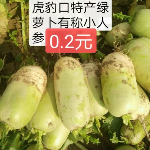 靖远县水果萝卜 虎豹口特产