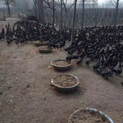 修武县麻鸭 小麻有货