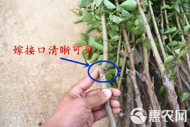  荷兰香蜜杏苗 甜度 味香 基地直销  保证品种质量