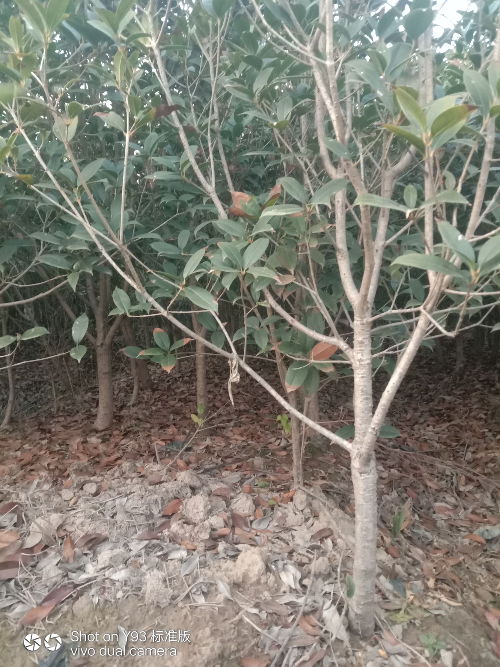  金桂3--5公分
