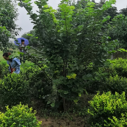 周至县丛生紫荆，紫荆直销，陕西紫荆，紫荆产地直销，紫荆花，紫荆基地