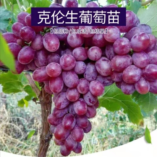 平邑县克伦生葡萄苗  葡萄苗  克伦生葡萄 保品种纯度 提供技术指导