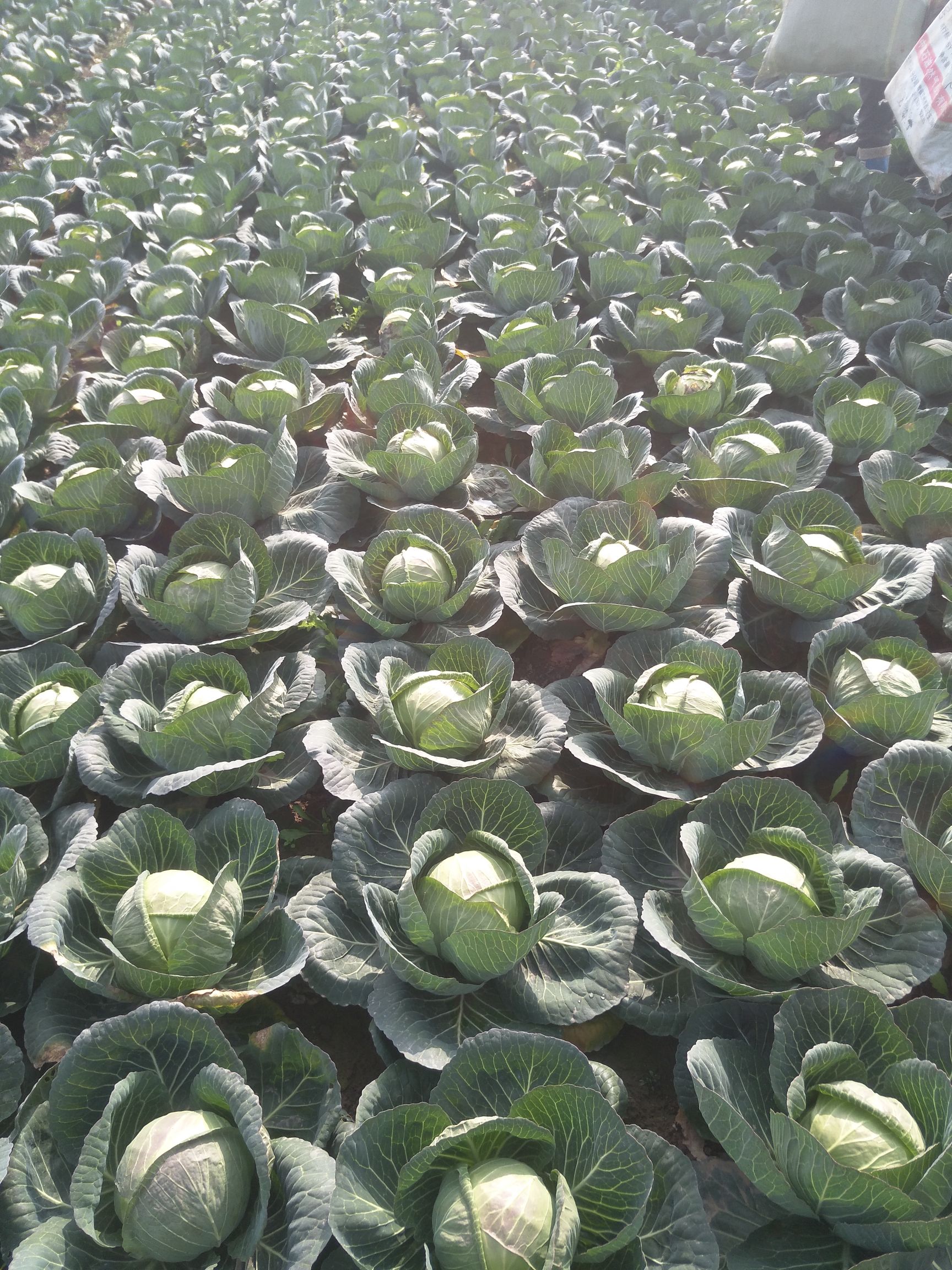 包菜 湖北省咸宁市嘉鱼县 1.0~1.5斤