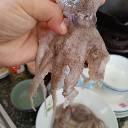 安丘市 新鲜八爪鱼
