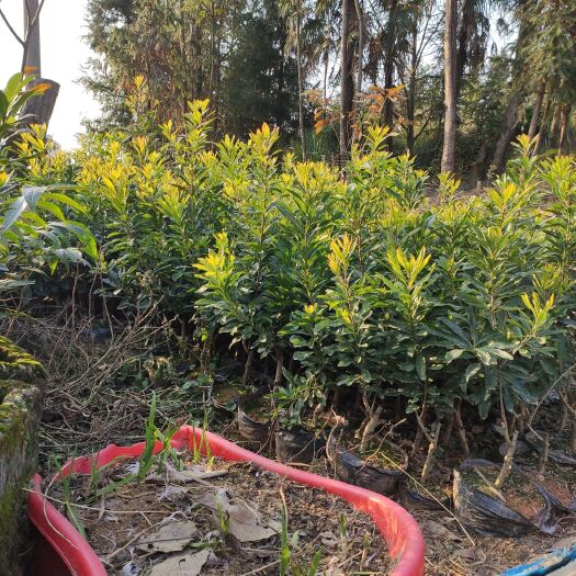 靖州县荸荠杨梅种苗