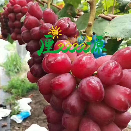 新沂市浪漫红颜葡萄苗 葡萄树苗，浪漫红颜脱毒苗