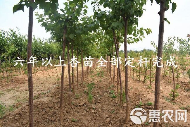  荷兰香蜜杏苗 甜度 味香 基地直销  保证品种质量