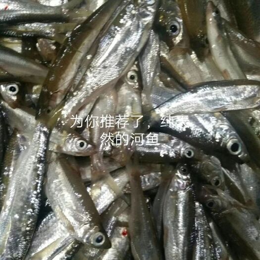 贺州鲫鱼干 鱼干